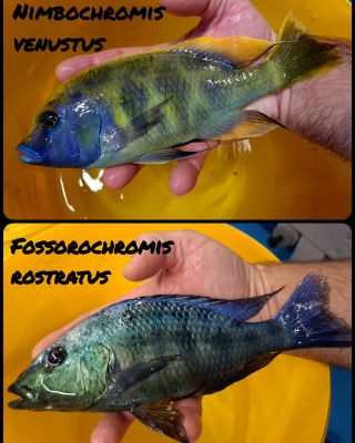 Haplochromis Malawi Cichlids Nimbochromis venustus Fossorochromis rostratus jedny z největších druhů v našem chovu na...