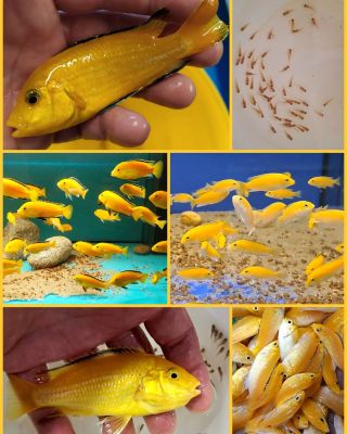 Labidochromis caeruleus yellow 💛 jedna z nejoblíbenějších afrických cichlid jezera Malawi která rozzáří každé akvárium 🌼🌞🫶...