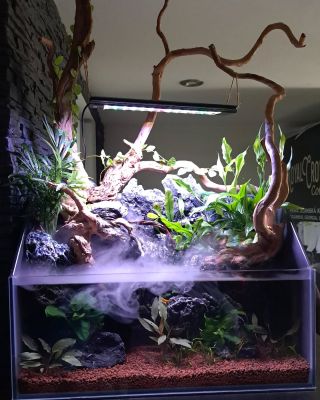 Paludárium 🦐🌿🐠 jedním z menších projektů který byl námi realizován a je od dnešního dne k vidění v @royalrumbar v...