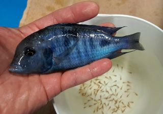 Cyrtocara moorii "Blue Dolphin" 🐬🇨🇿 Odchovy k dispozici... www.mscichlid.cz/cyrtocara-moorii #african​​ #cichlids​​...